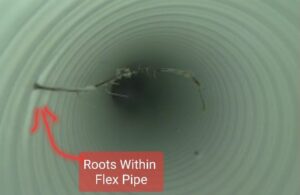 tree roots in pool pipe